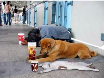 Afrontando la crisis con mascotas