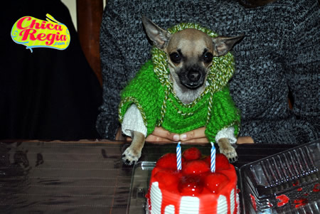 Cumpleaños segundo de mi mascota chihuahau  Pabo